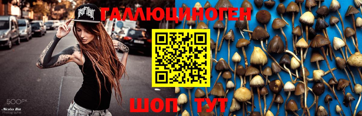 Псилоцибиновые грибы Psilocybine cubensis Новороссийск